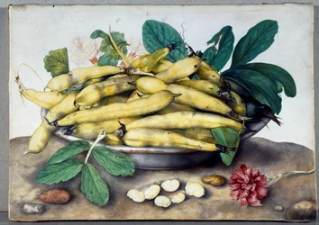 Stillleben mit Saubohnenschoten